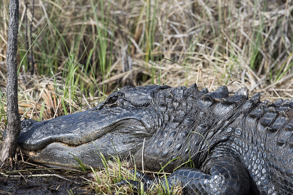 Large Alligator, Watching, Okefenokee National Wildlife Refuge