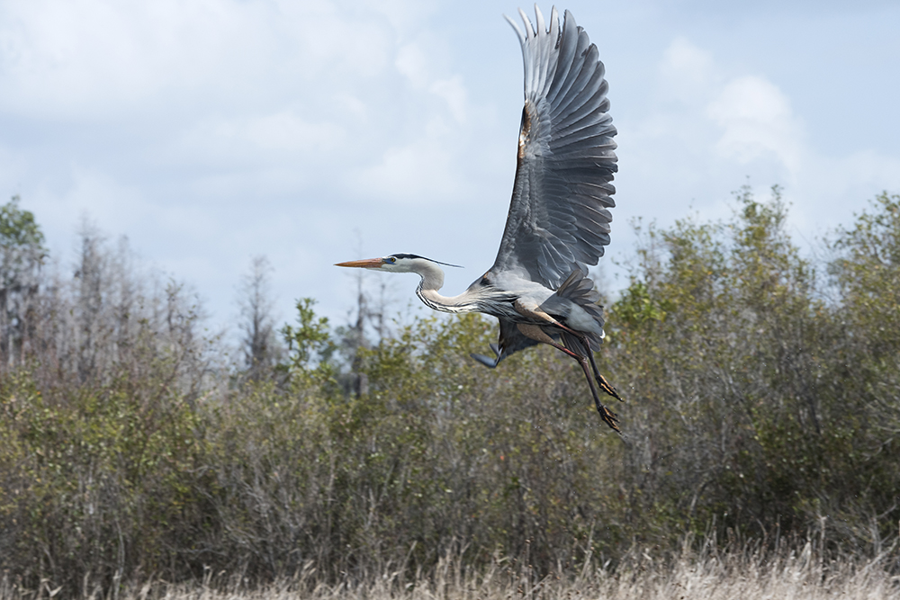 Great Blue Heron Turning, Okefenokee National Wildlife Refuge