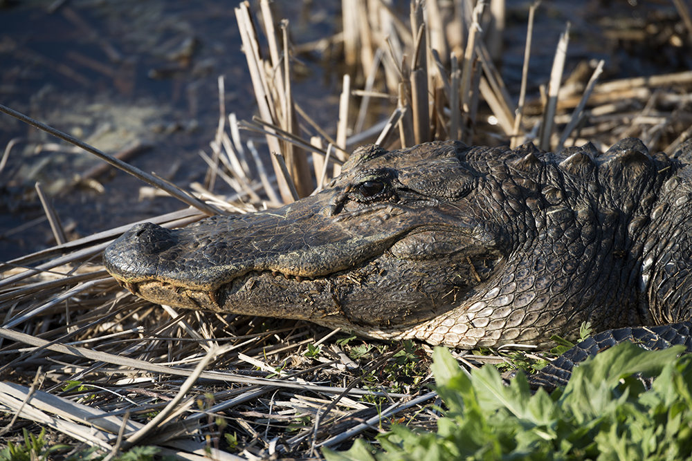 Afternoon 'Gator, Savannah National Wildlife Refuge