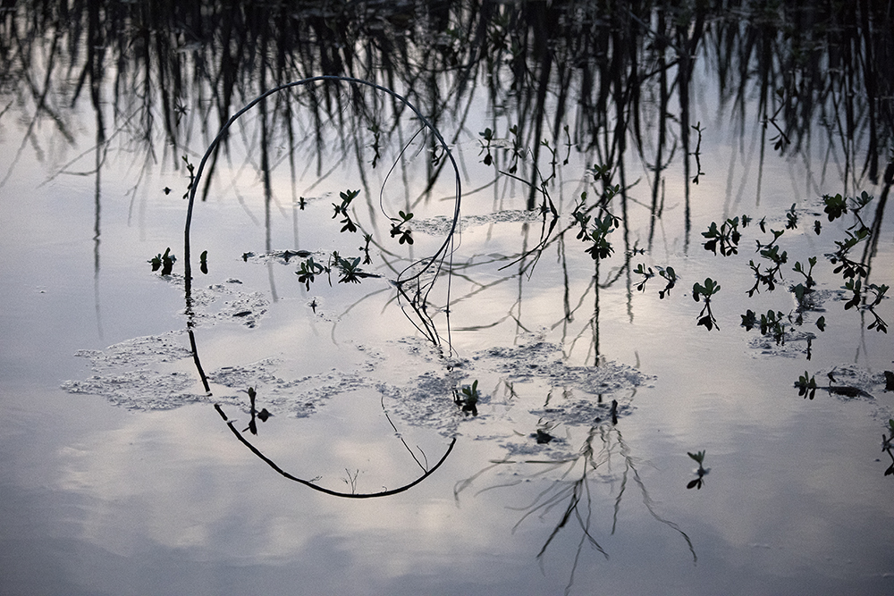 Heart Grass, Savannah National Wildlife Refuge