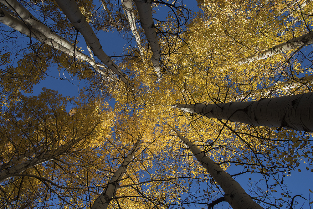 Aspen Upshot, Kebler Pass, Colorado