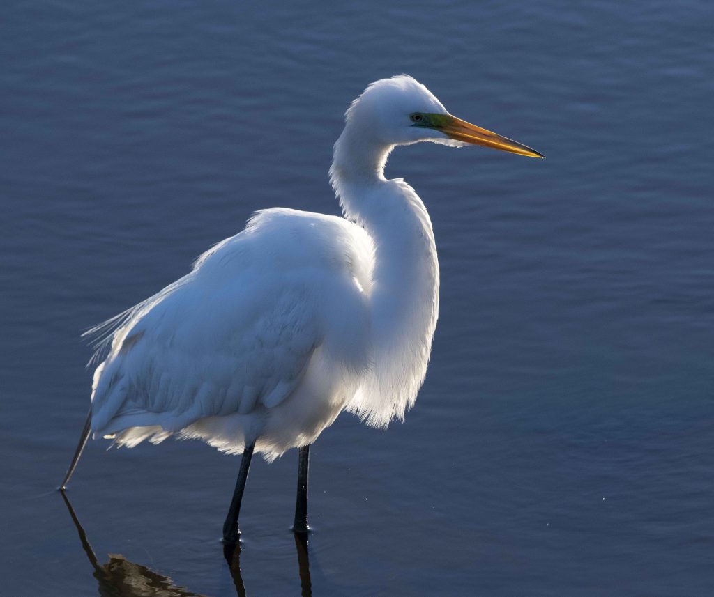 Great Egret at Sunrise