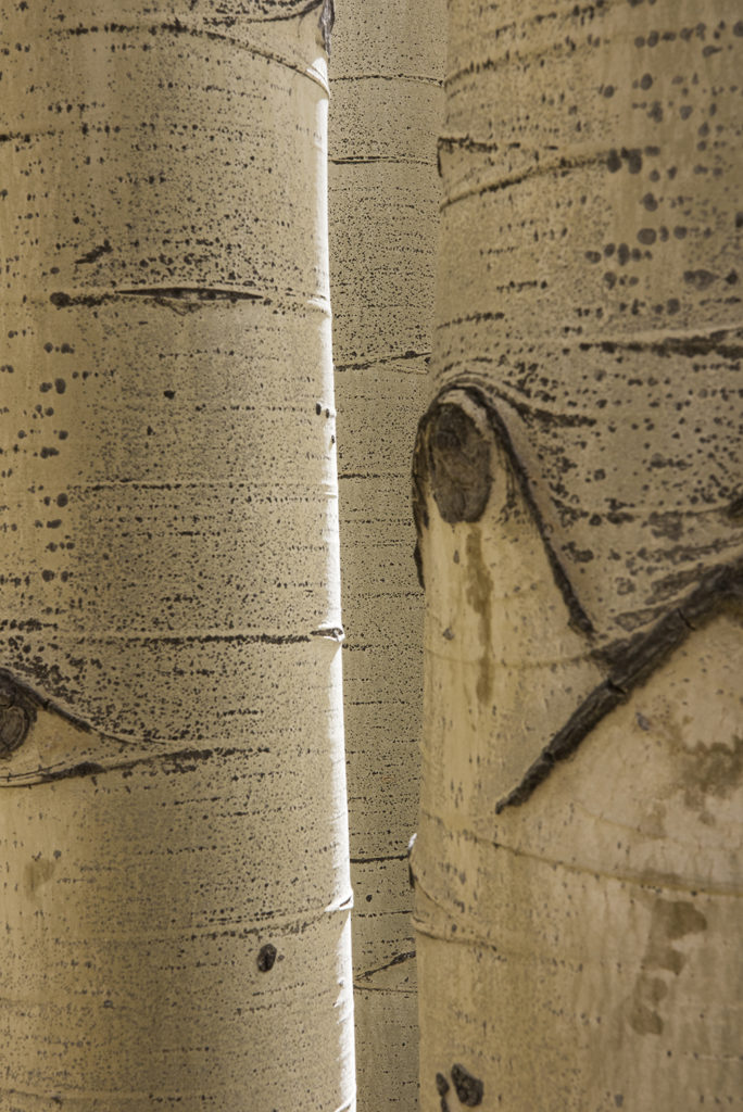 Aspen Trunks, Ohio Creek Road, Gunnison, Colorado