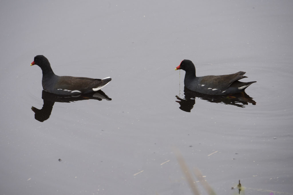 Common Gallinule, Savannah National Wildlife Refuge