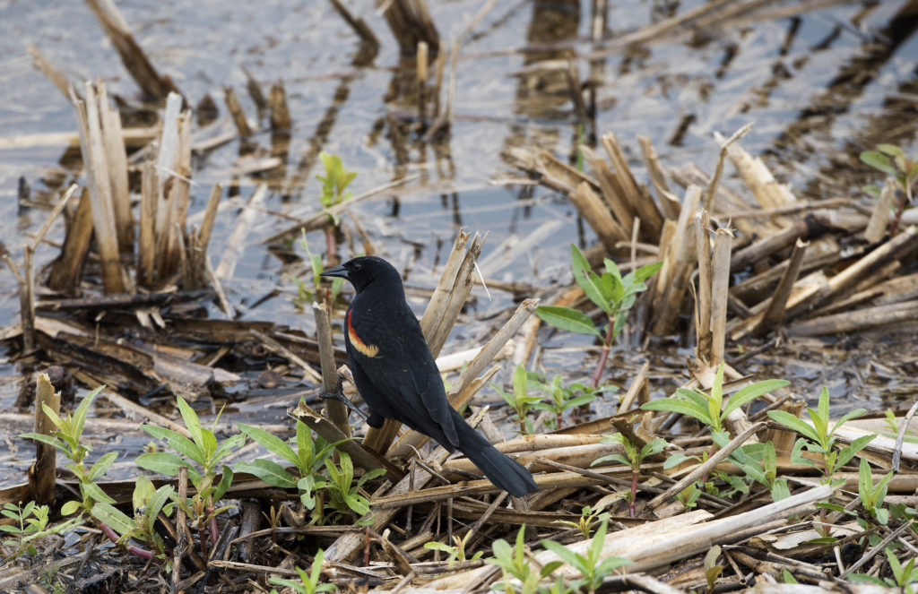 Red-winged Blackbird, Savannah National Wildlife Refuge