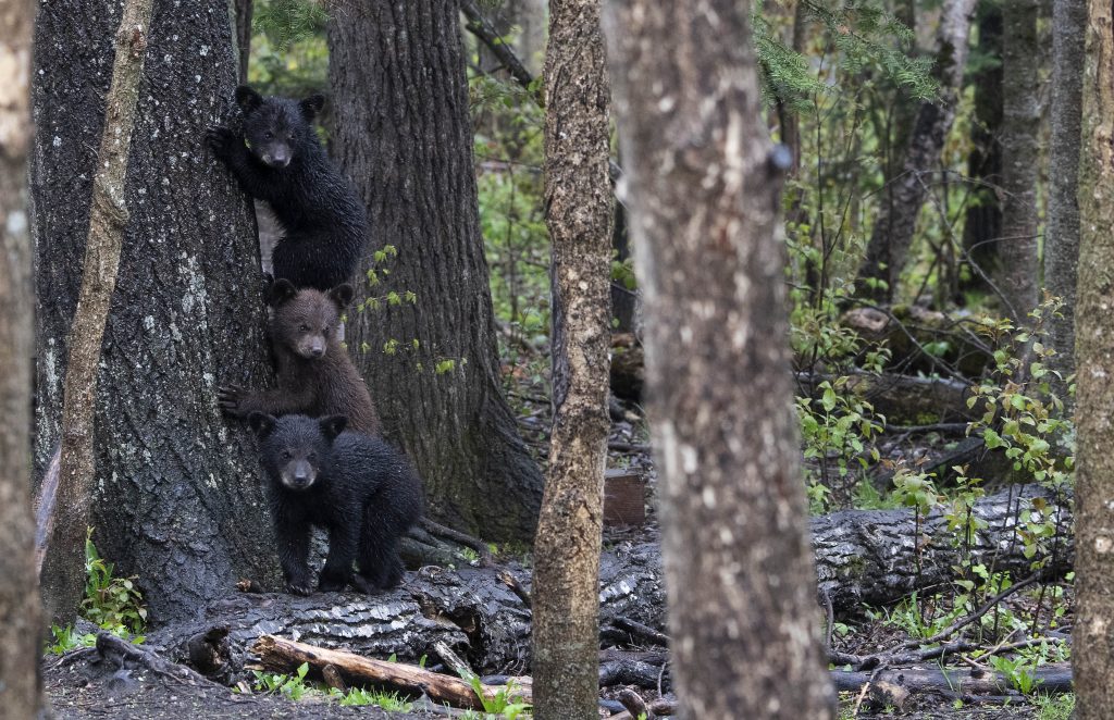 Stacked Spring Cubs