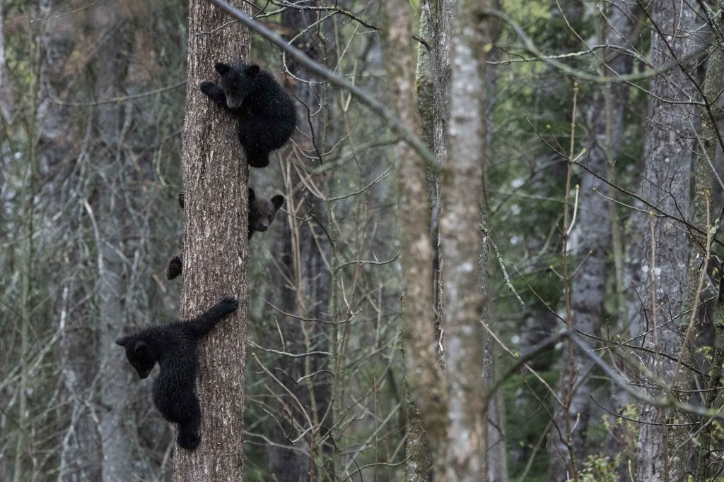 Playing on a Tree