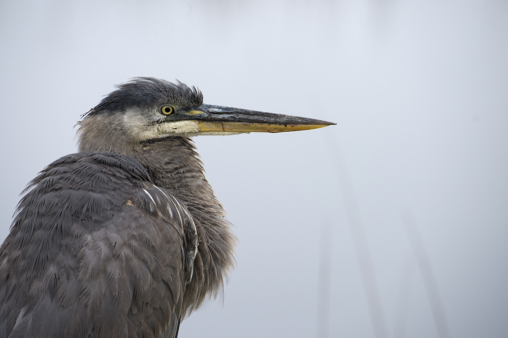 Old Great Blue Heron, Savannah National Wildlife Refuge