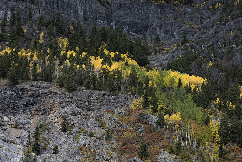 Uncompaghre River Aspens, Ouray, Colorado