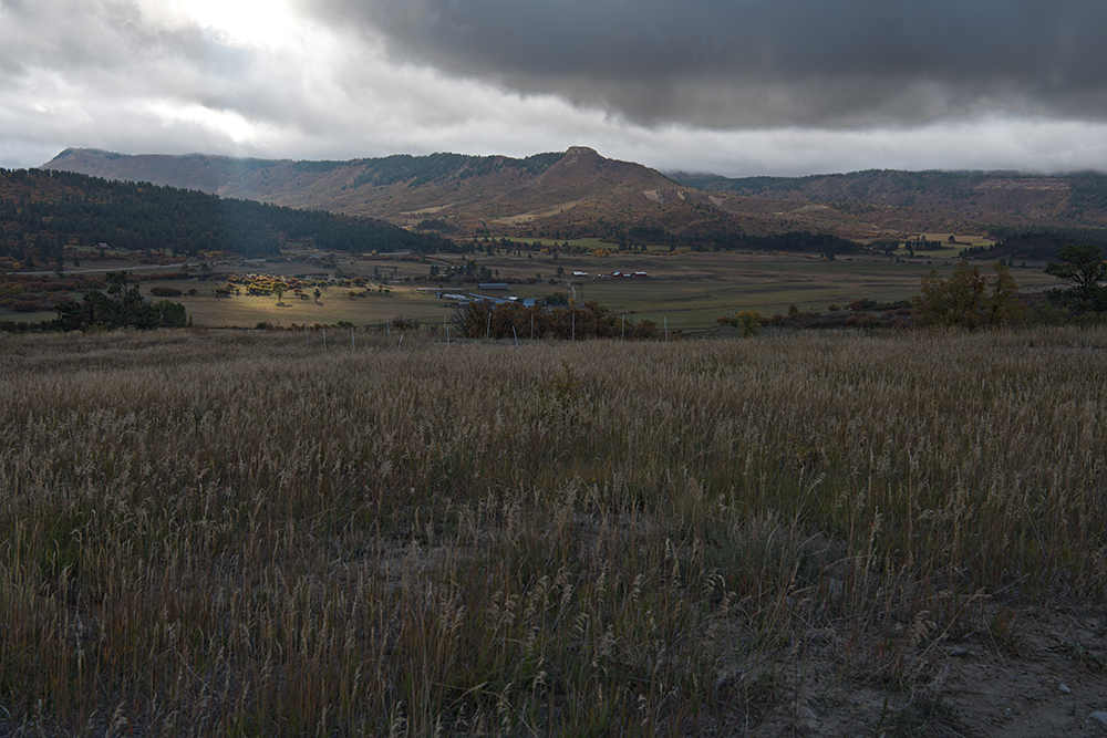 Shade Tree, Mancos Valley, Colorado