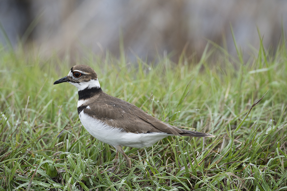 Killdeer, Savannah National Wildlife Refuge