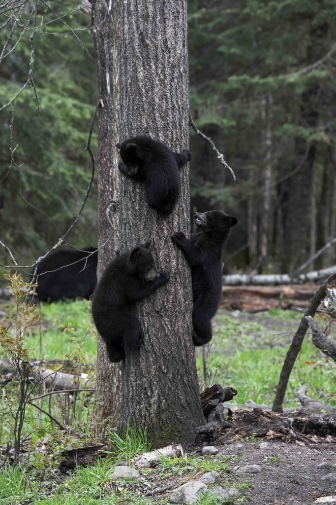 Triplets on a Tree