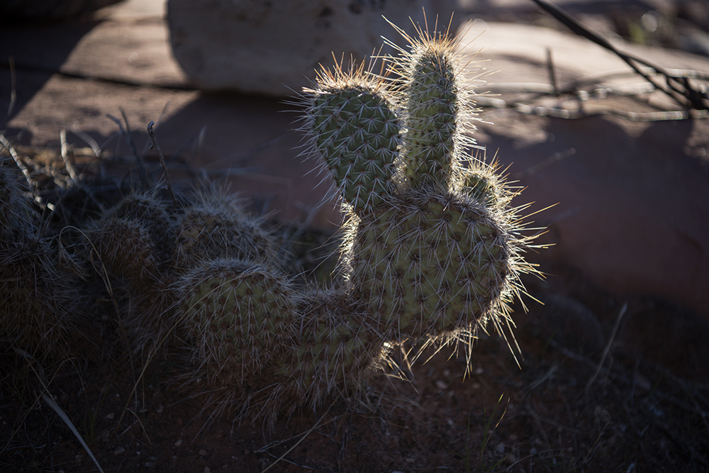 Cactus, Bar 10 Ranch, Arizona