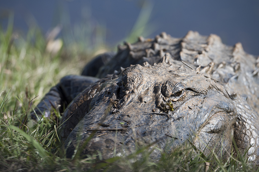 Resting Alligator, Savannah National Wildlife Refuge