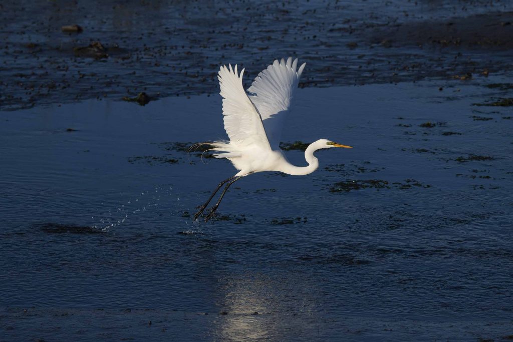 Egret lifting off at Sunset