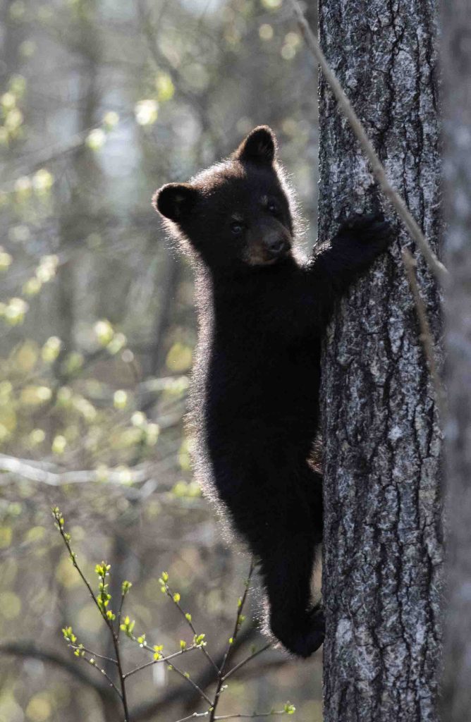 Cub Up A Tree