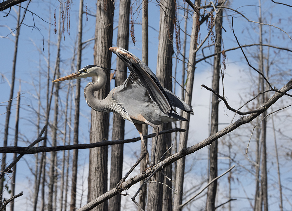 Great Blue Heron, Okefenokee National Wildlife Refuge