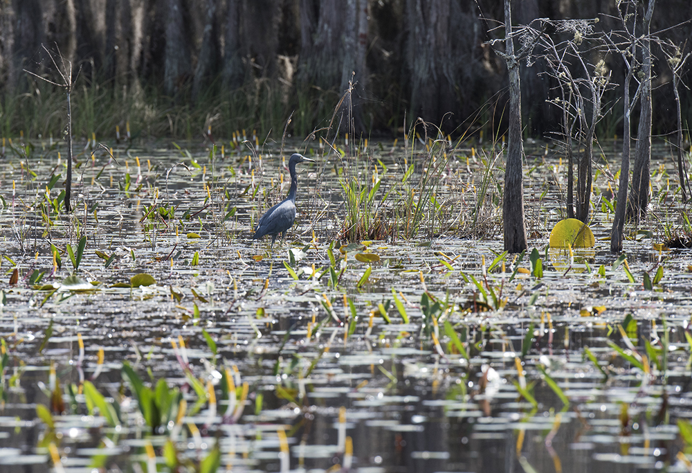 LittleBlue Heron, Okefenokee National Wildlife Refuge