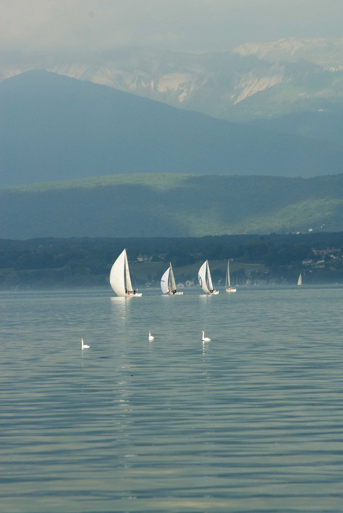 Three Swans in the Bol D'or Mirabaud