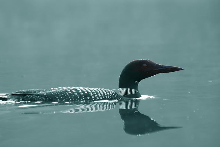 Loon Swimming, Cold Spring Pond, New Hampshire