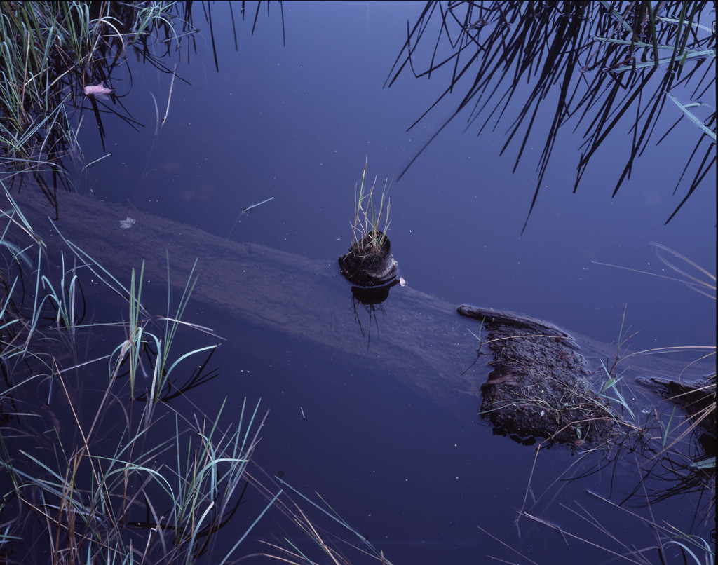 Deer Pond Knot Grass