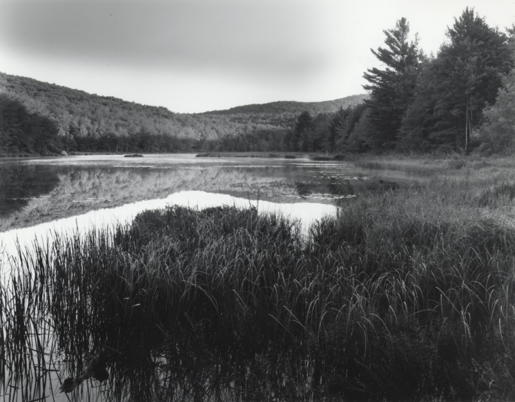 Deer Pond at Dawn