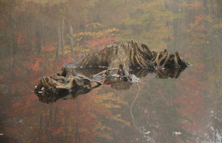 Stump and Reflection in Fall, Deer Pond, New Hampshire
