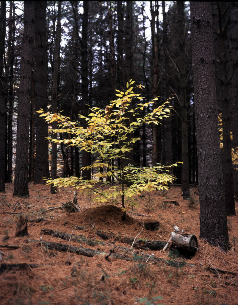 Fall Beech in Woods