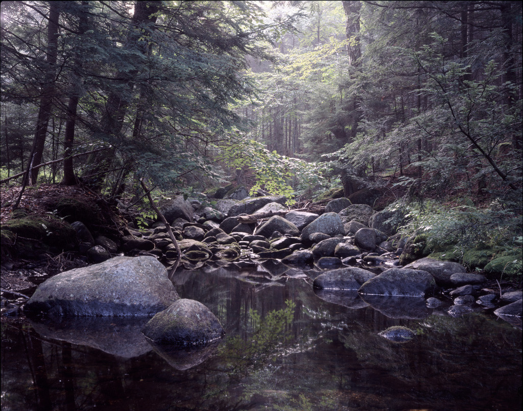 Fox Brook Forest