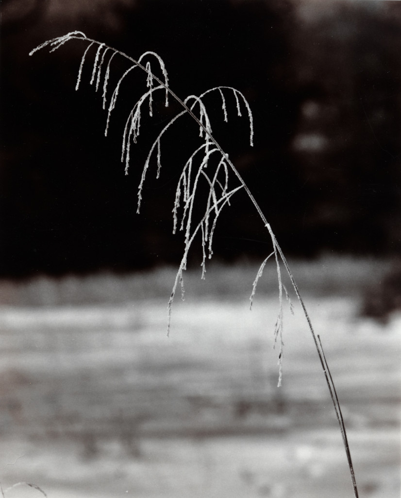 Frosted Grass, Bucks County