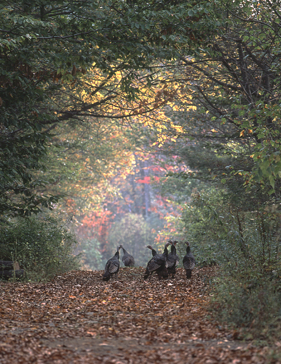 Glass Road Turkeys