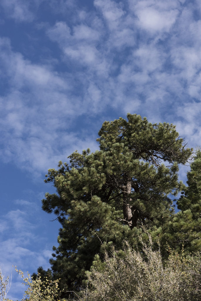 Tree Upshot, Idaho Springs, Colorado