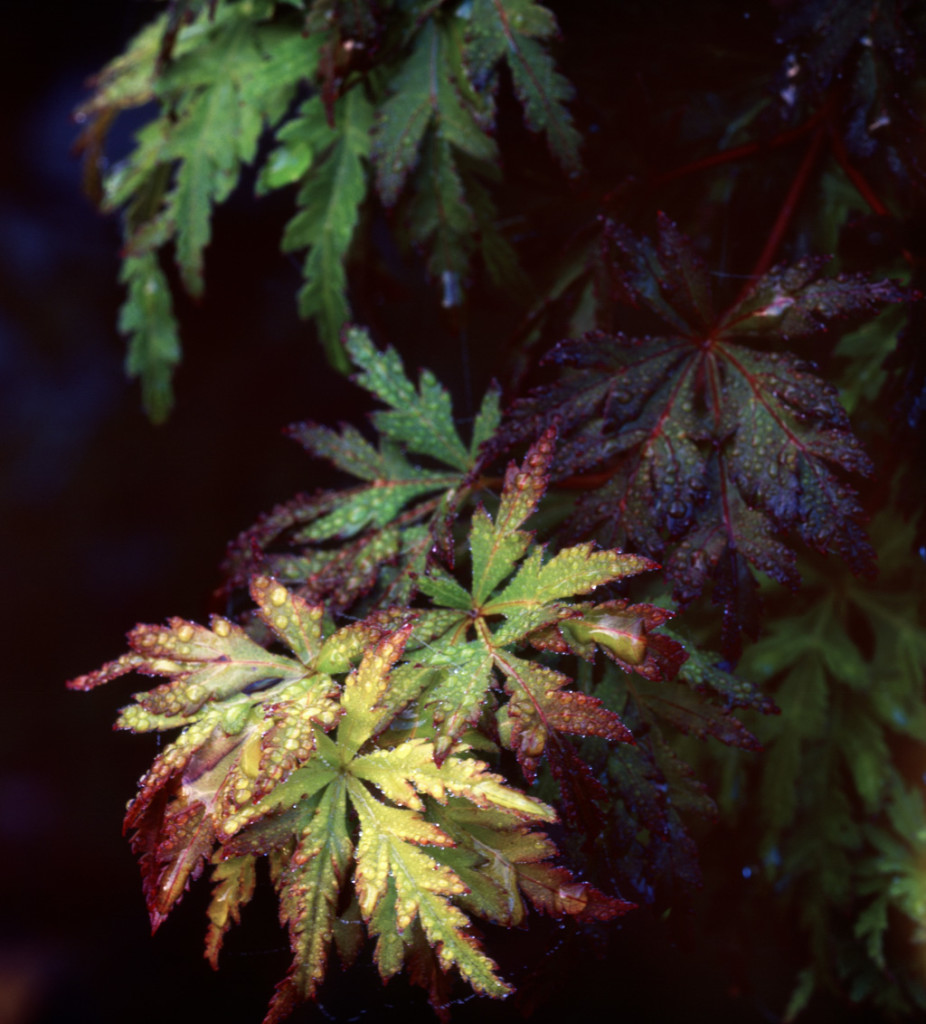 Japanese Maple