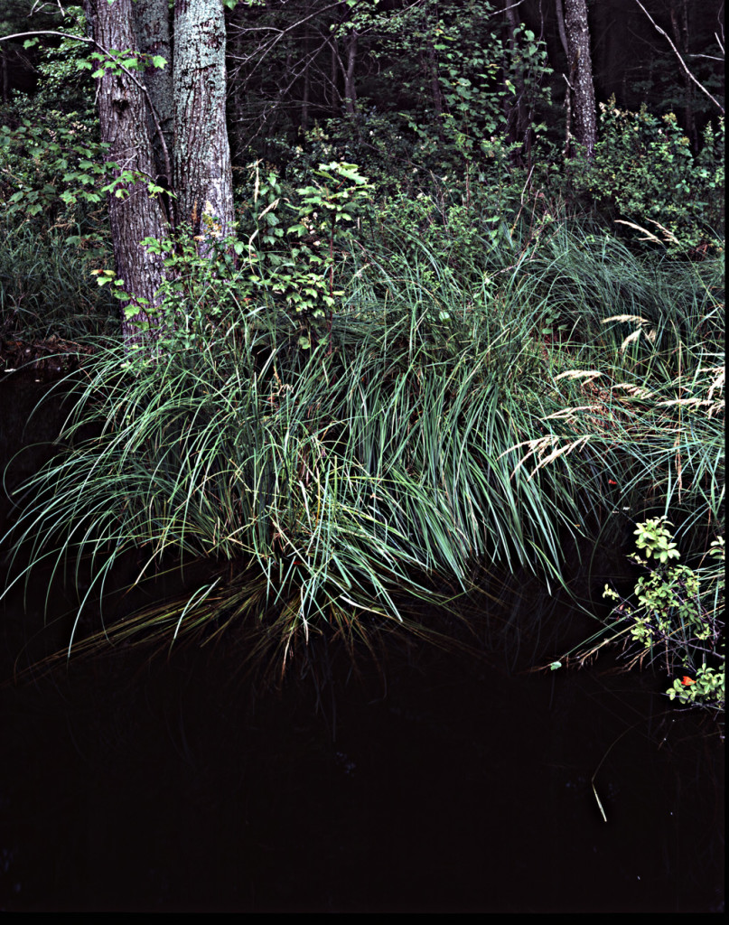 Jefts Road Beaver Pond