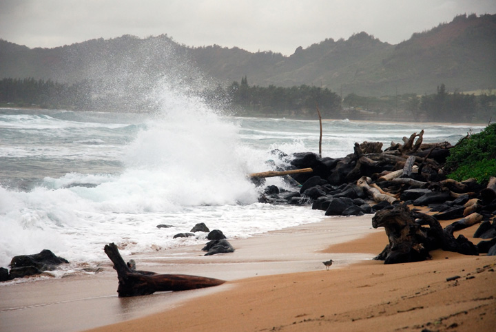 Kapa'a Surf, Kaua'i