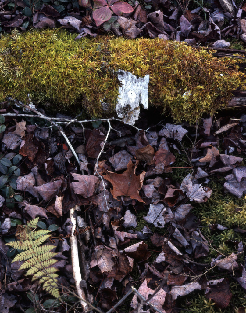 Moss and Bark