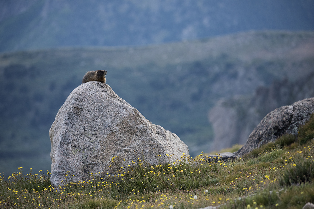 Yellow-bellied Marmot, Mount Evans, Colorado