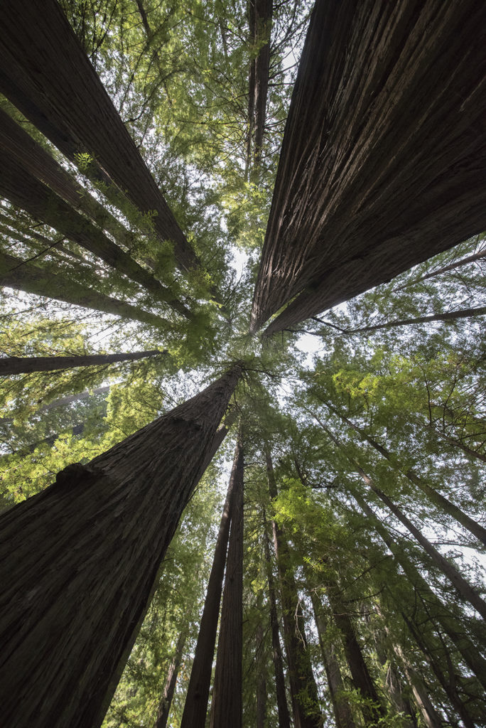 Redwood Upshot, Humboldt Redwoods State Park, Weott, California