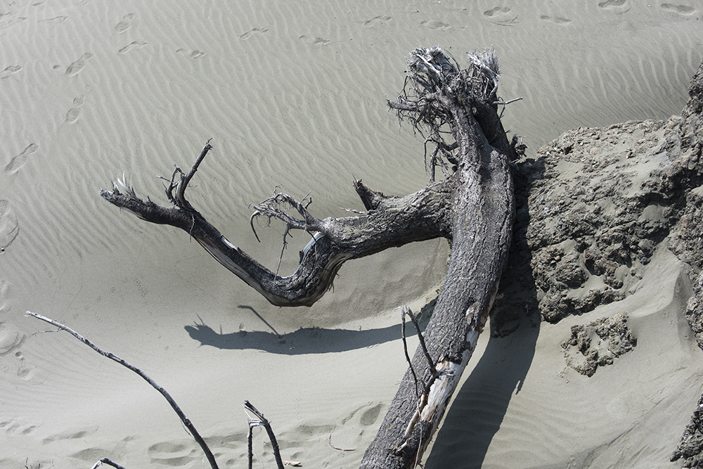 Straight Shadow, Yachats, Oregon