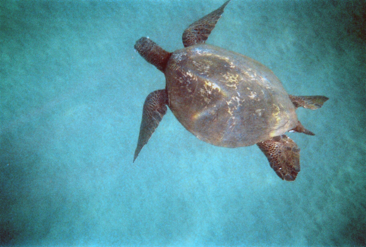 Sea Turtle, Maui