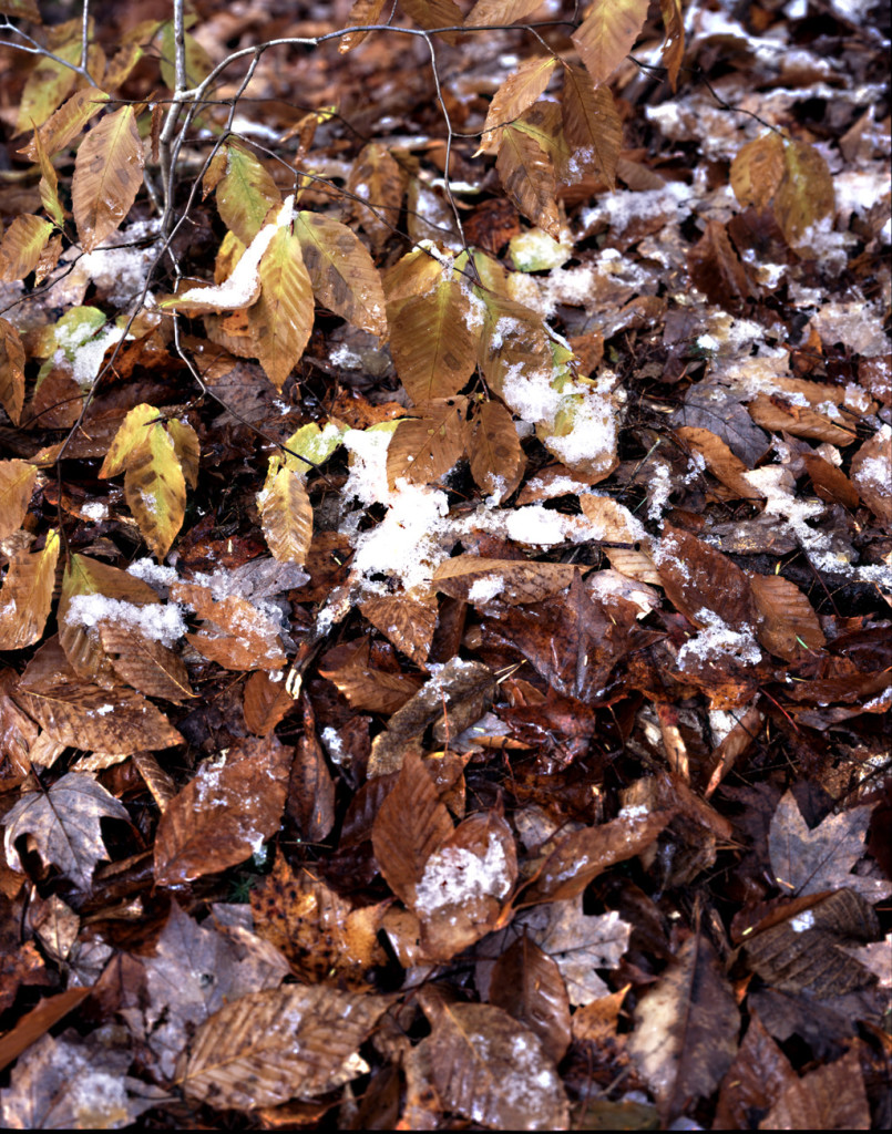 Snowy Leaves