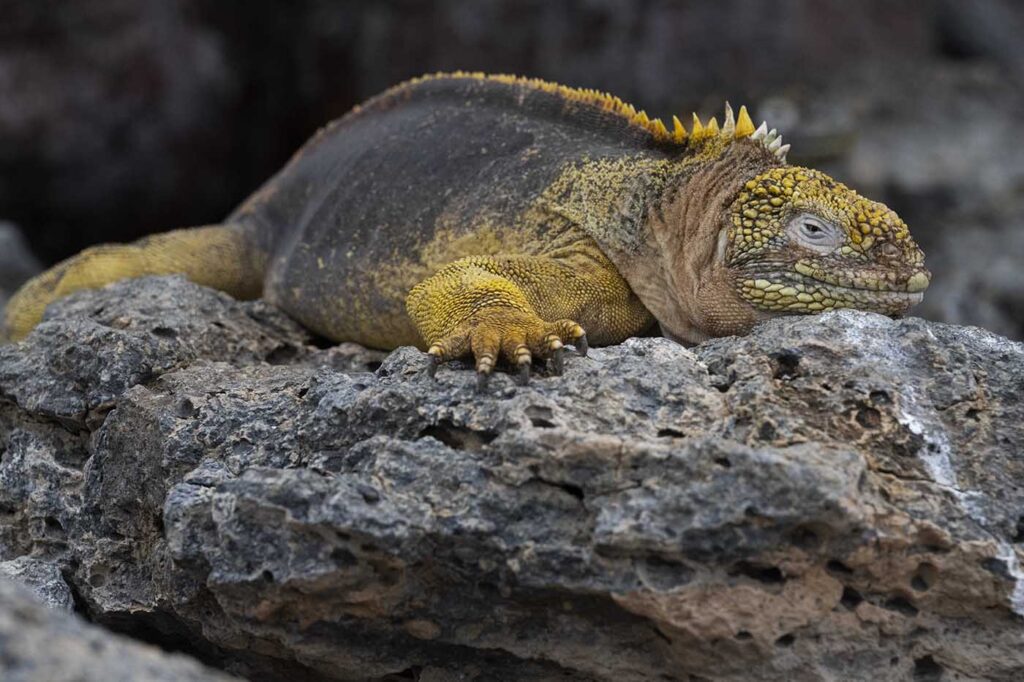 Yellow Iguana