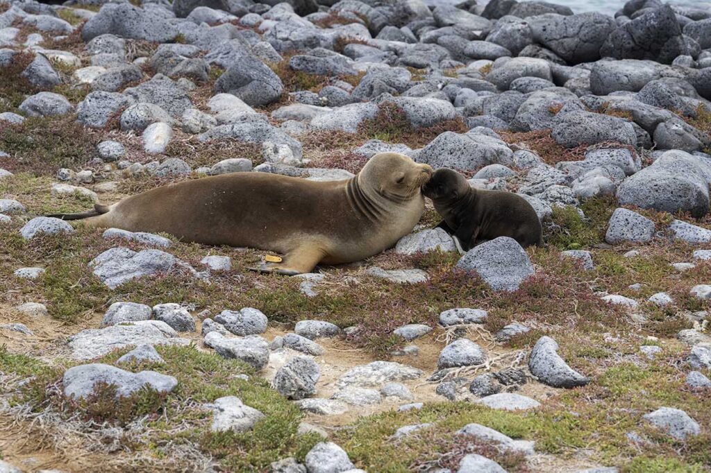 Sea Lion Mother and Pup
