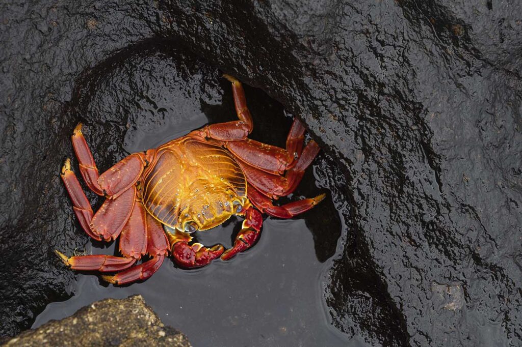 Sally Lightfoot Crab on Volcanic Rock