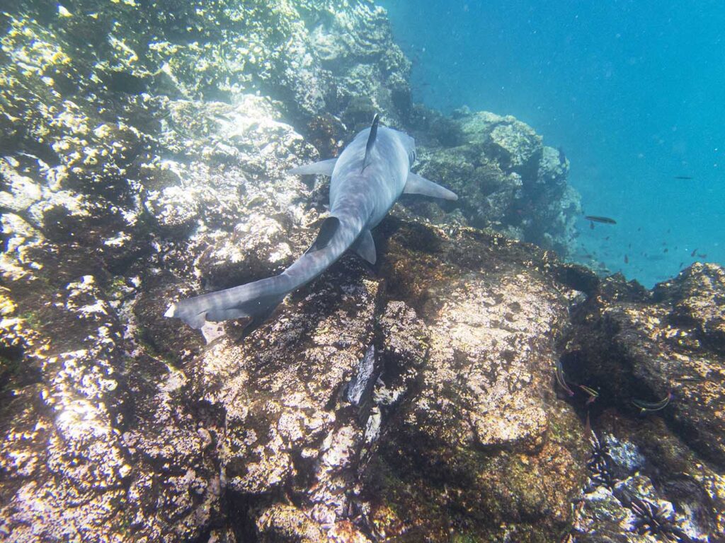 Whitetip Reef Shark