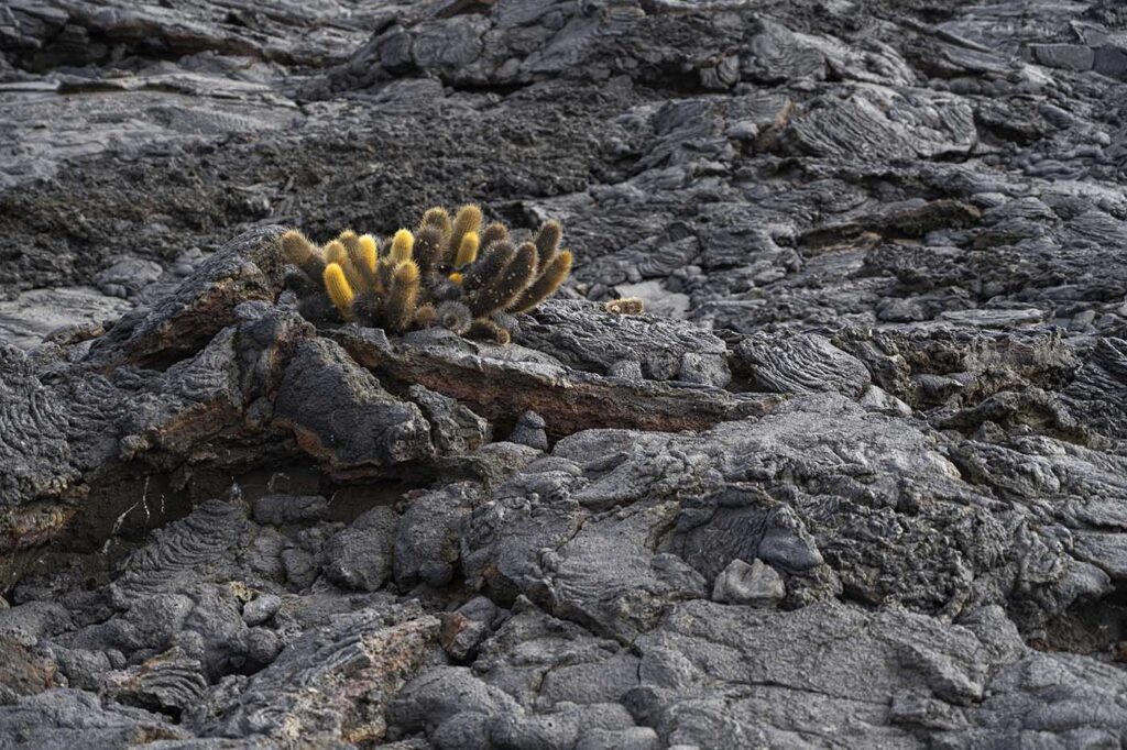 Cacti on Lava