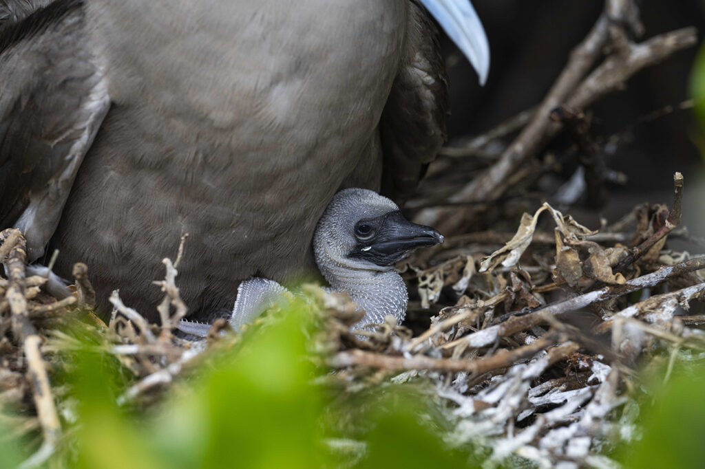 Red-footed Booby Chick