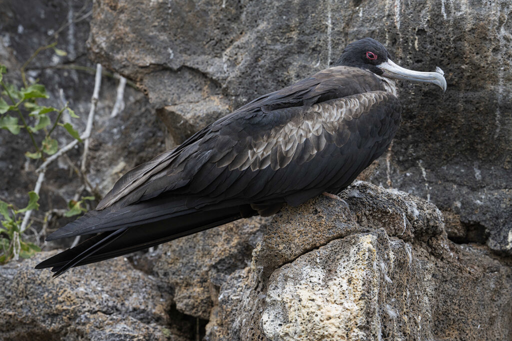 Frigate Bird Resting