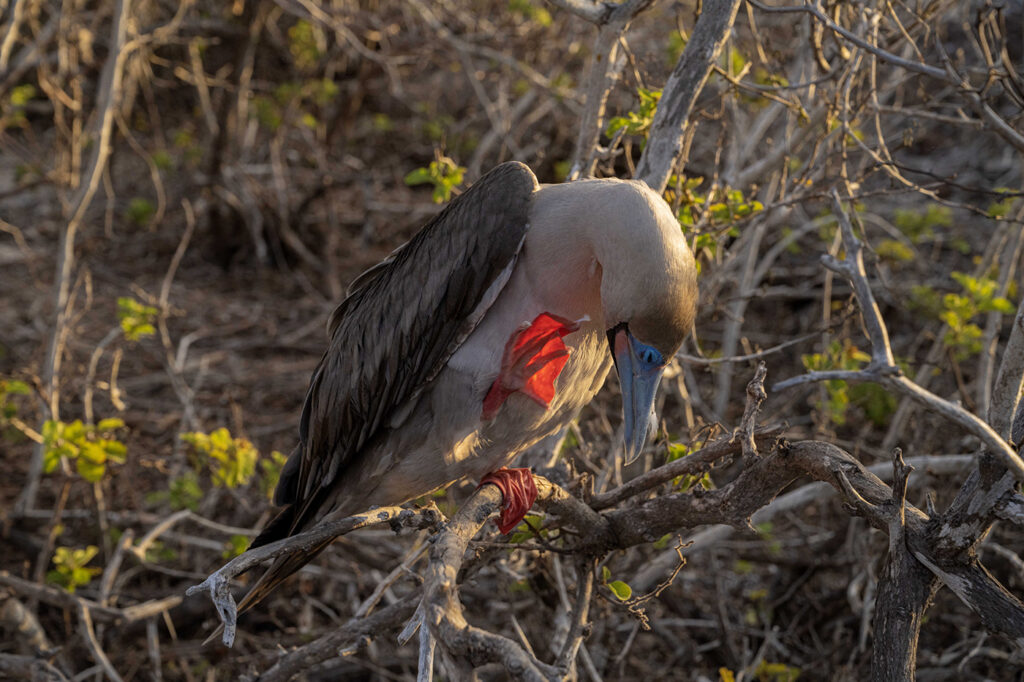 Red-Footed Booby at Sunset