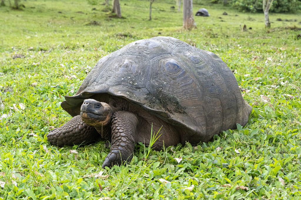 Galapagos Tortoise